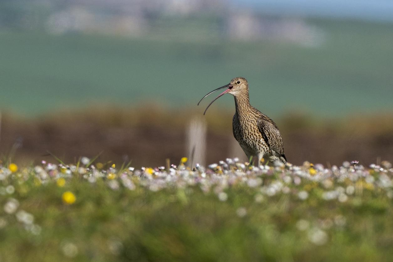 image of a curlew