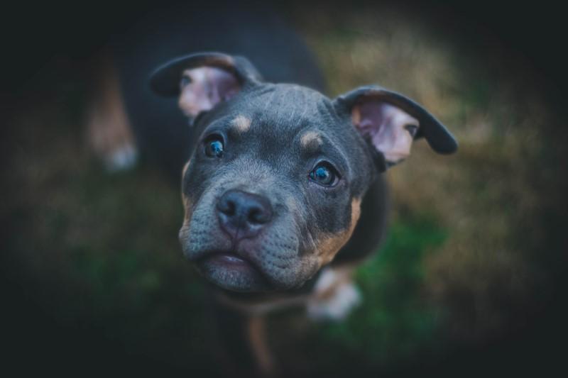 this dog is looking a bit mournful