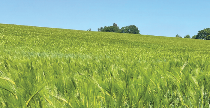 Field of wild green grass surrounded by trees and blue sky