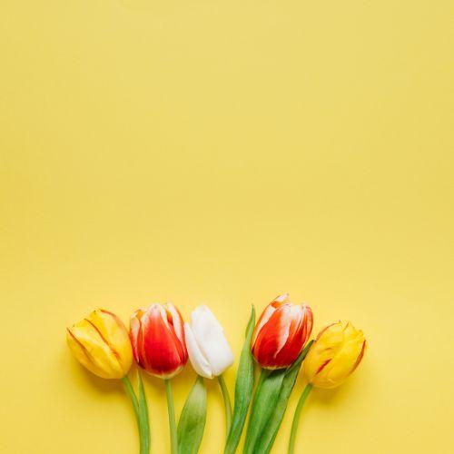 tulips