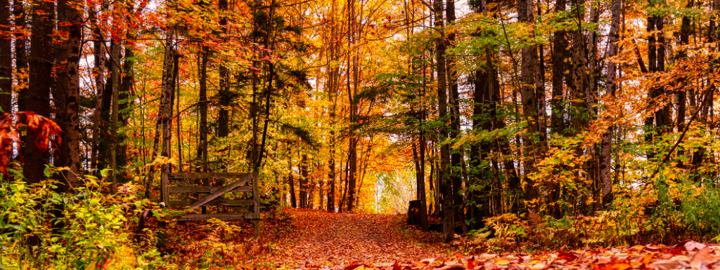 Red and gold leaves falling from trees in a wood during Autumn