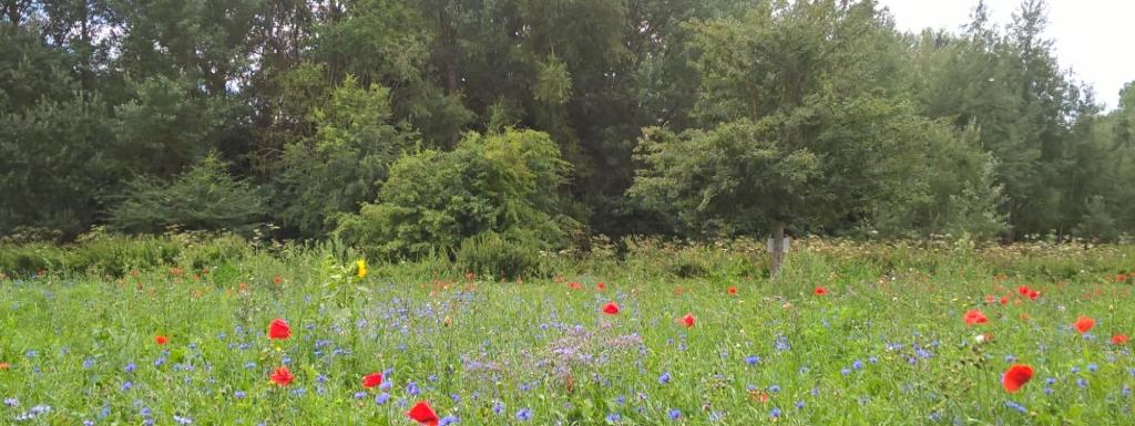 Bure park Bicester - view of meadow