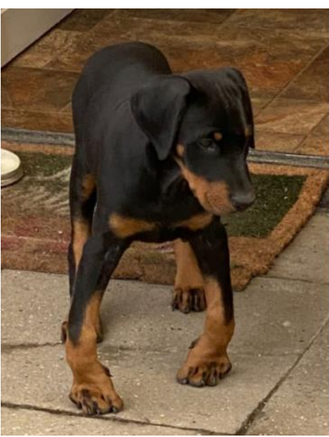Illegal dog breeding