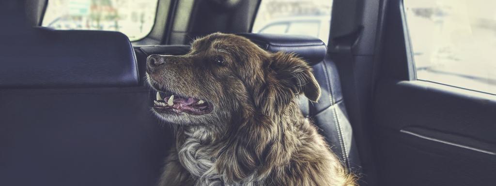Picture of a dog in a hot car