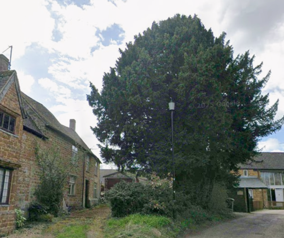 Tree felled at East End Lane in Adderbury