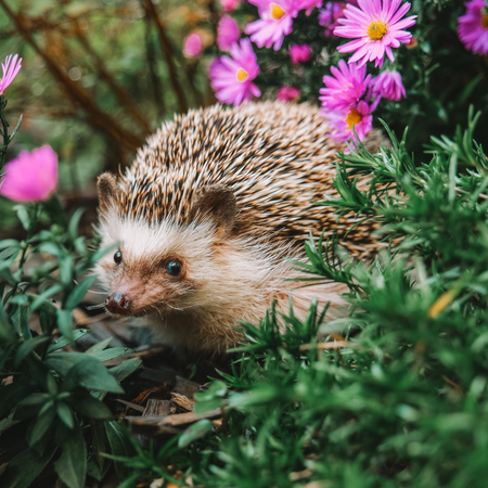 Hedgehog foraging in garden flowers
