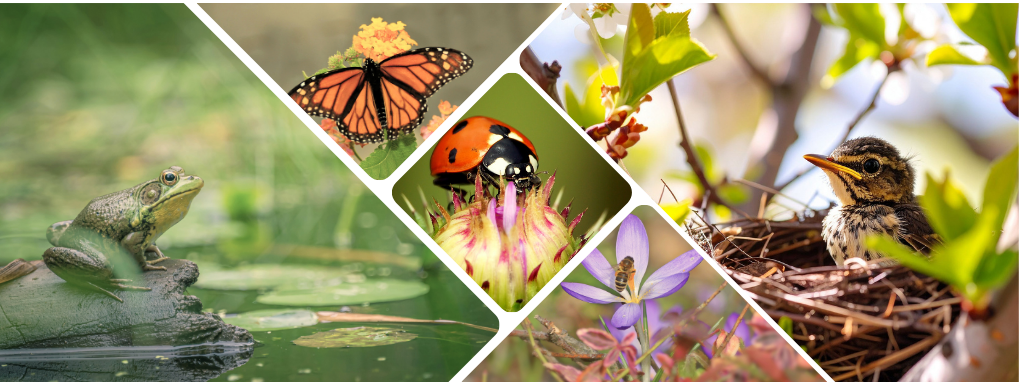 Busy bees, birds and other wildlife