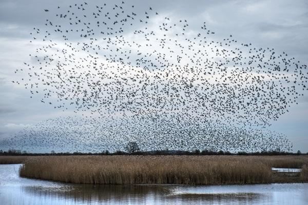 murmuration of birds at Otmoor
