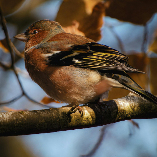 Chaffinch bird sat on a branch