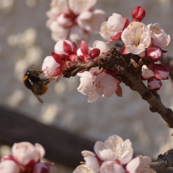 Bee on a flower in the spring sunshine