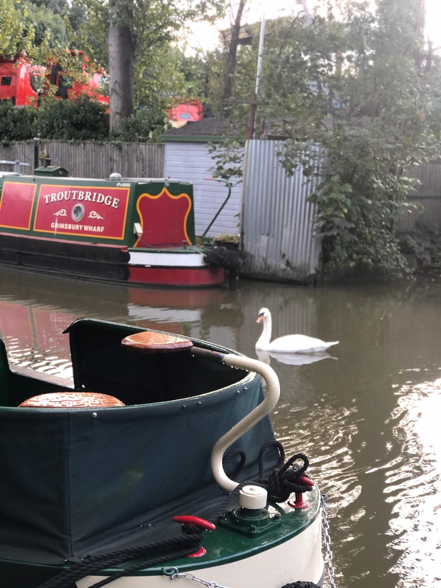 Swan on canal with barges