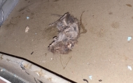 A dead mouse on a surface within the food premises.